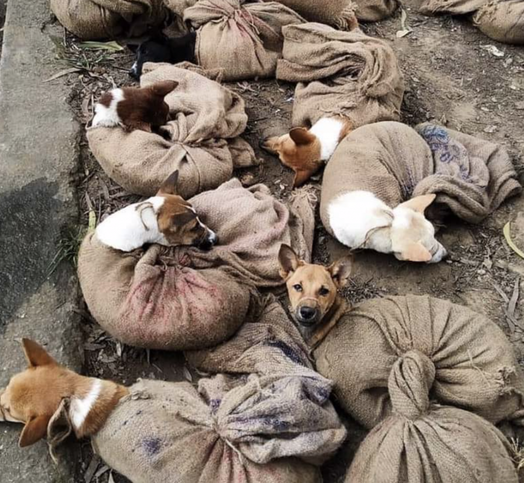 Nagaland Government Bans Sale Of Dog Meat After Mizoram In India