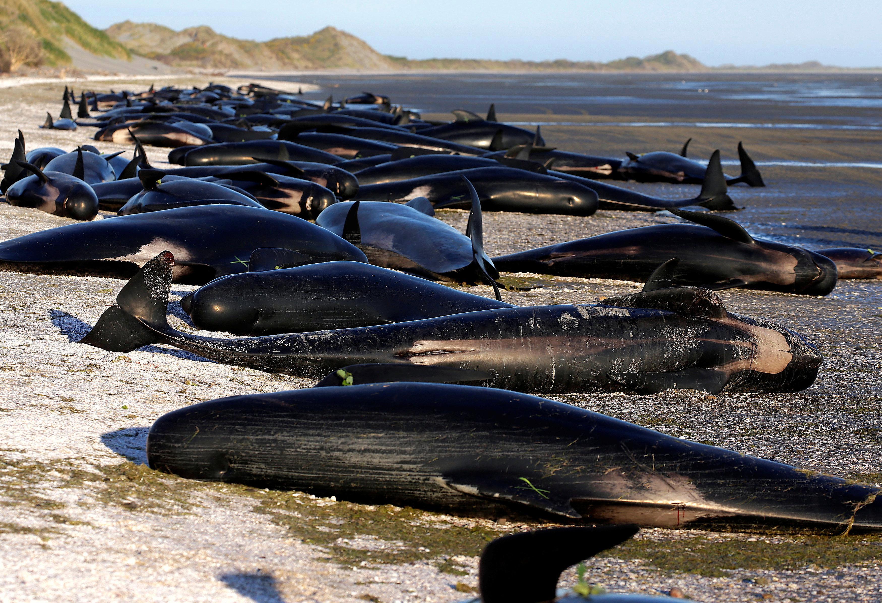 Almost 500 Whales Stranding On An Australian Shore; 380 Dead As Rescue ...