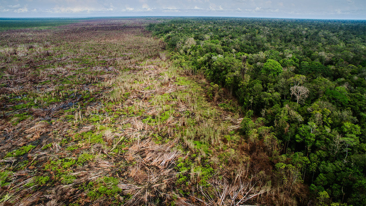 india-lost-14-tree-cover-amid-pandemic-in-2020