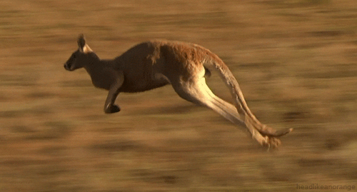 Australia's national animal, Kangaroo