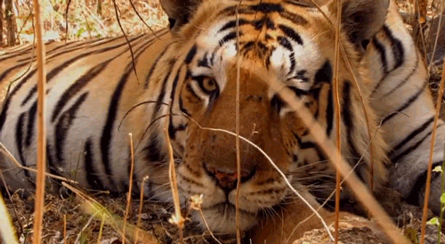 India's national animal, Tiger