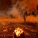 Impact of wildfires on Economy, Biodiversity and Human livelihood